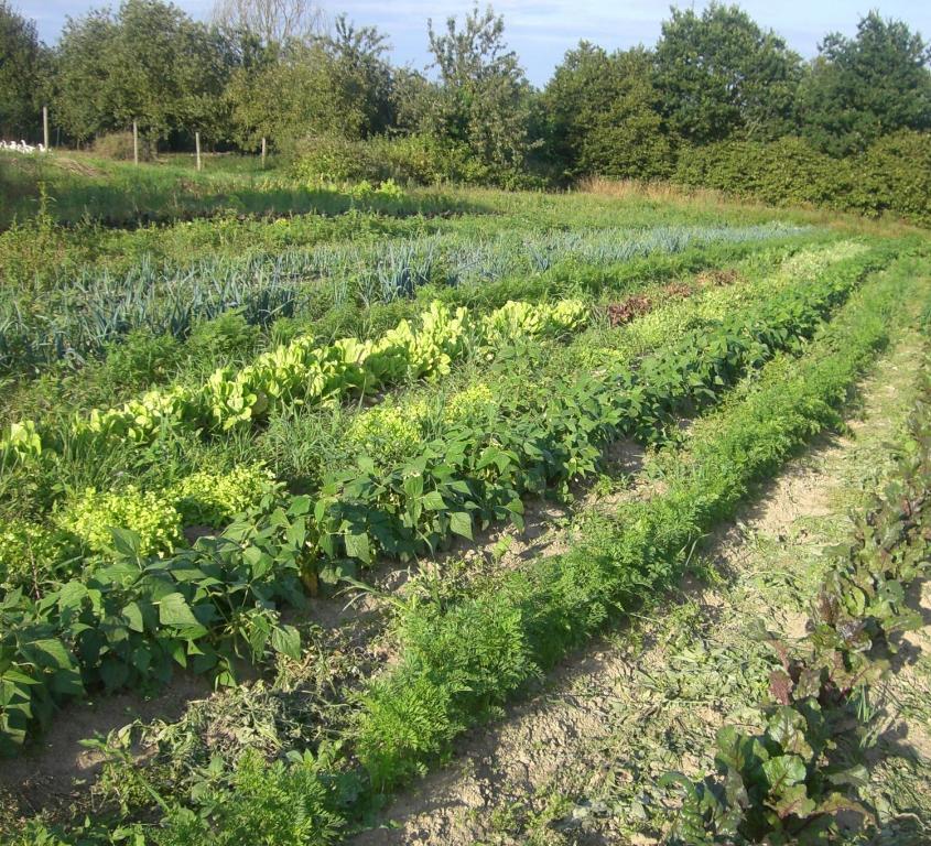 Gites De La Ferme Auberge De Mesauboin Bille Bagian luar foto